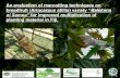 An evaluation of marcotting techniques on breadfruit (Artocarpus ...