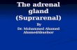 Anatomy of the  adrenal  gland