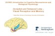Lecture 7: Occipital and Temporal Lobe – Visual Perception and ...