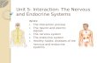 Unit 5 Nervous System