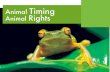 Animal timing. Animal rights