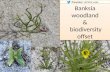Biodiversity Offset and Banksia Woodland