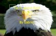 Facts about bald eagles
