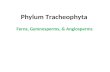 Phylum tracheophyta 2016