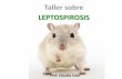 Pp leptospirosis
