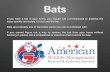 American Pest Control presents - Bats: An Informational Presentation
