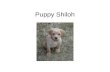 Puppy shiloh
