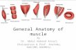 General anatomy of muscle