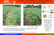 Strides in Building collaborations for cassava breeding