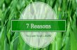 7 Reasons to Love Your Lawn (Vivid Lawn)