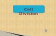 Cell division ppt by shariful islam saikat