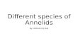 SPECIES OF Annelids