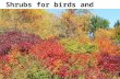 Decorah Envirothon - Shrubs for birds and wildlife