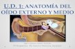 U.d. 1. anatomía del oído externo y medio (i)