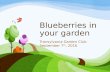 Blueberries in your garden
