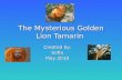 The mysterious golden lion tamarin