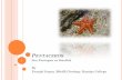 Pentaceros starfish, biodiversity, animal science, zoology, biology