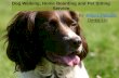 Dog Walking, Home Boarding and Pet Sitting Services in Derby