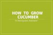 How  to  grow  cucumber