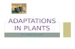 Adaptations in plants