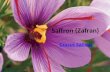 Saffron (zafran) Crocus Sativus
