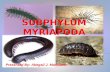 Myriapoda 090602161209-phpapp02
