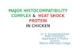 MAJOR HISTOCOMPATIBILITY COMPLEX AND HEAT SHOCK PROTEIN