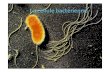 La cellule bactérienne dr latifa (1)