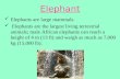Wild animals  elephant vinogradova_nina_5_v_murmansk_7