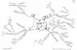 Mind maps cartes mentales mappe mentali : cervelet diencephale hypophyse cerveau