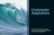 Underwater adaptations by Asad Ali