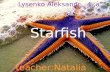 Starfish дубль 007