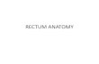 Rectum anatomy