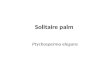Solitaire palm