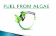 Fuel From Algae