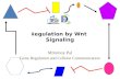 Regulation by Wnt Signaling
