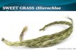 Sweetgrass in Indigenous Culture in North America.