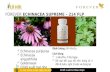 Forever echinacea supreme – 214 flp