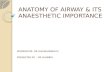 Anatomy of airway