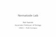 Biol 102 Nematode Lab