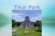 Tikal park
