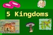 The 5 kingdoms