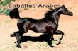 Hermosos caballos árabes