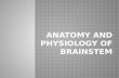 Anatomy and physiology of brain stem