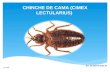Chinche de cama (cimex lectularius)