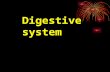 Anatomy of digestive system