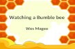 English KSSR year 5 poem (Watching a bumble bee)