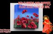 Red flowers and poppies  flori rosii, flori de mac (nx power lite)