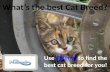 What's the Best Cat Breed for You?