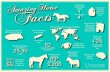 Horse Facts Infographic